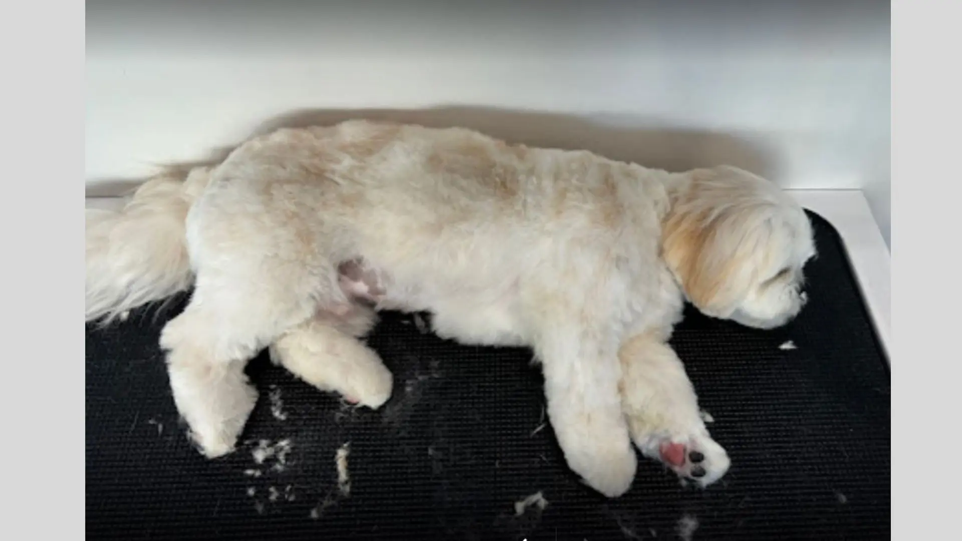A white Shih Tzu dog fell asleep on the professional dog grooming desk while being groomed.