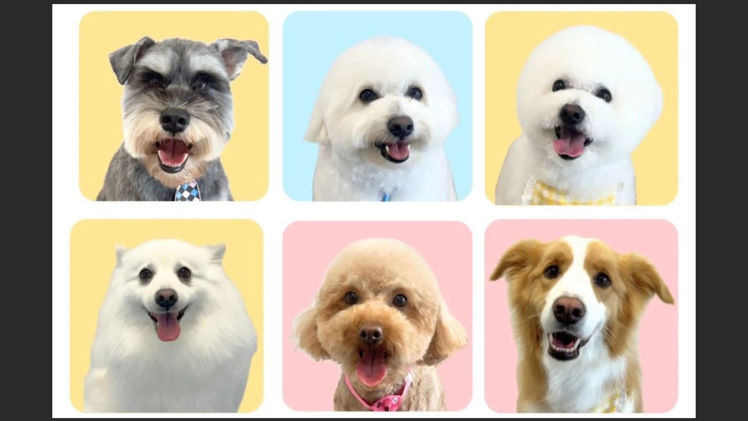 A photo collage shows different dog grooming styles.