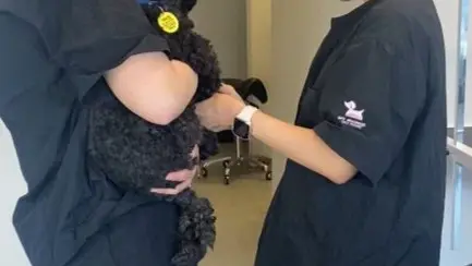 A close-up of two groomers in uniform holding a black dog in their arms to inspect its fur condition before grooming it.